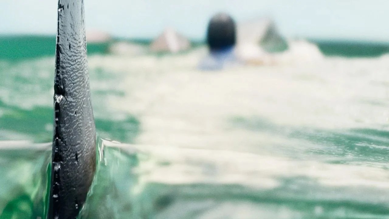 Deep Water – Umringt von Haien Film 2026